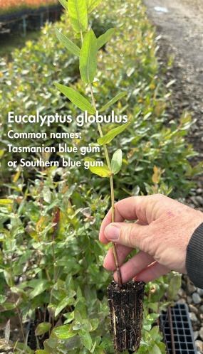 Eucalyptus Globulus - 50 Plants